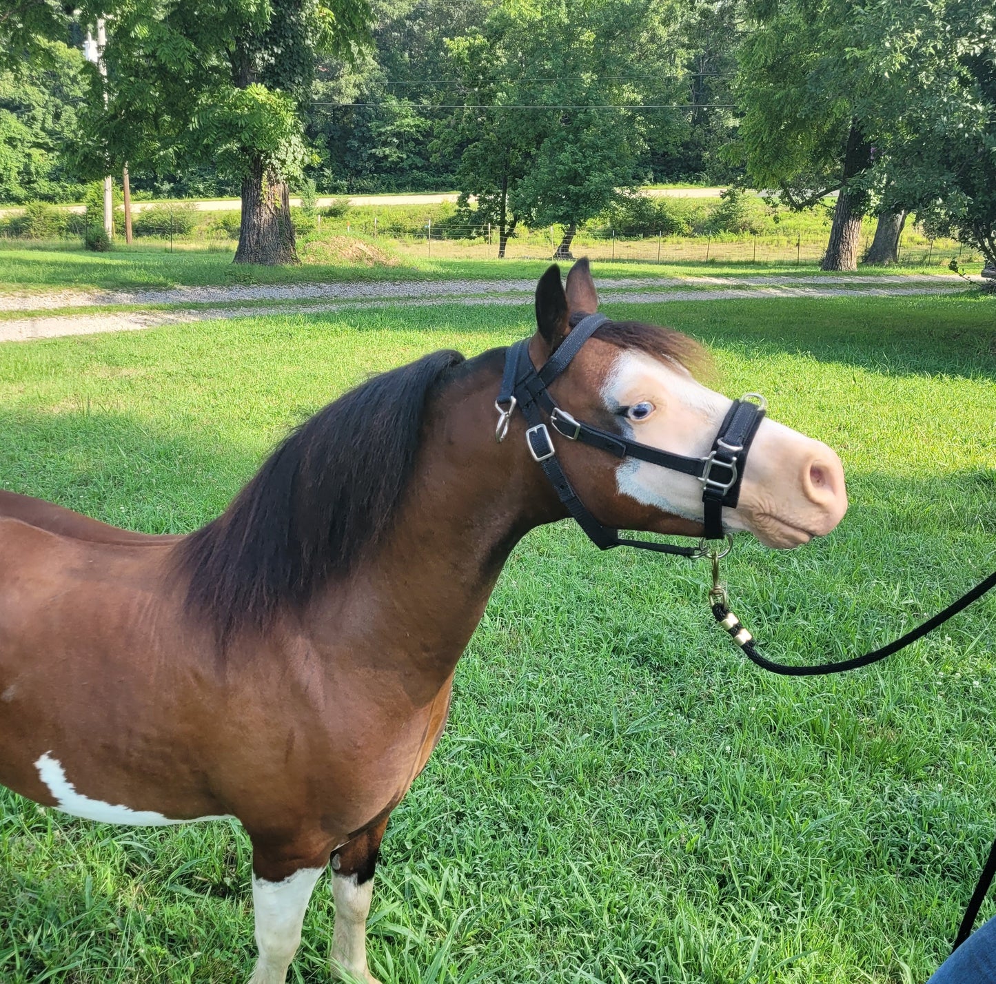 Nylon Training Caveson for Minis and Ponies