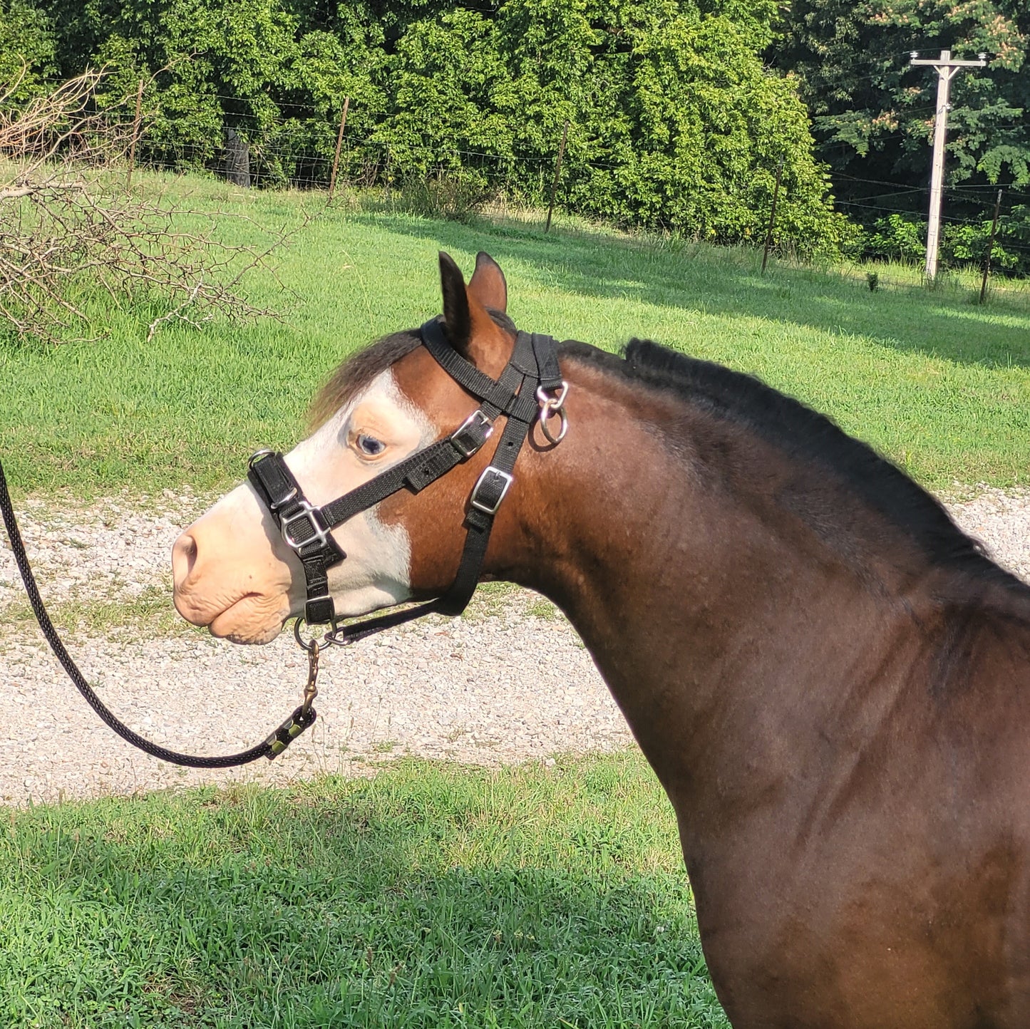 Nylon Training Caveson for Minis and Ponies
