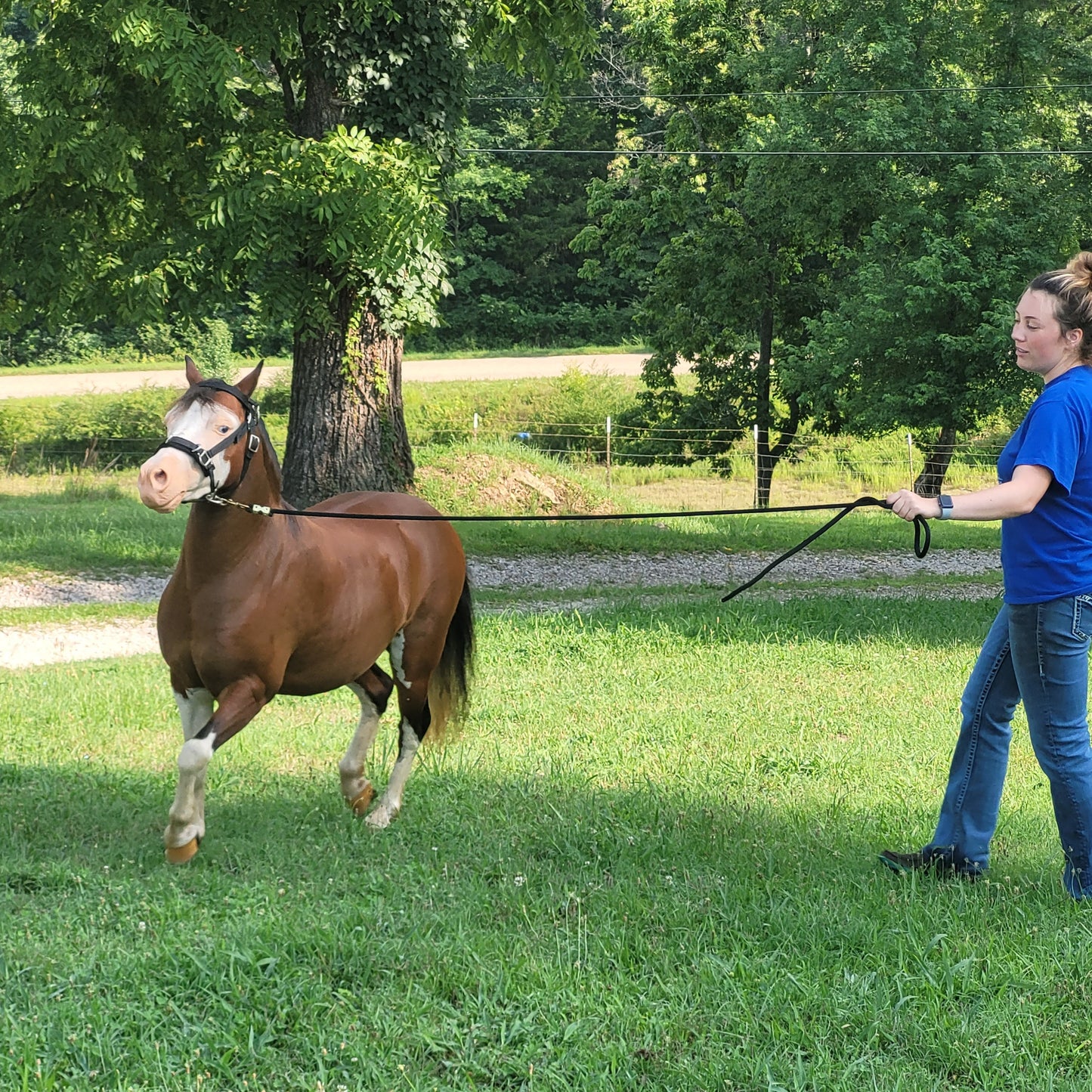 Nylon Training Caveson for Minis and Ponies