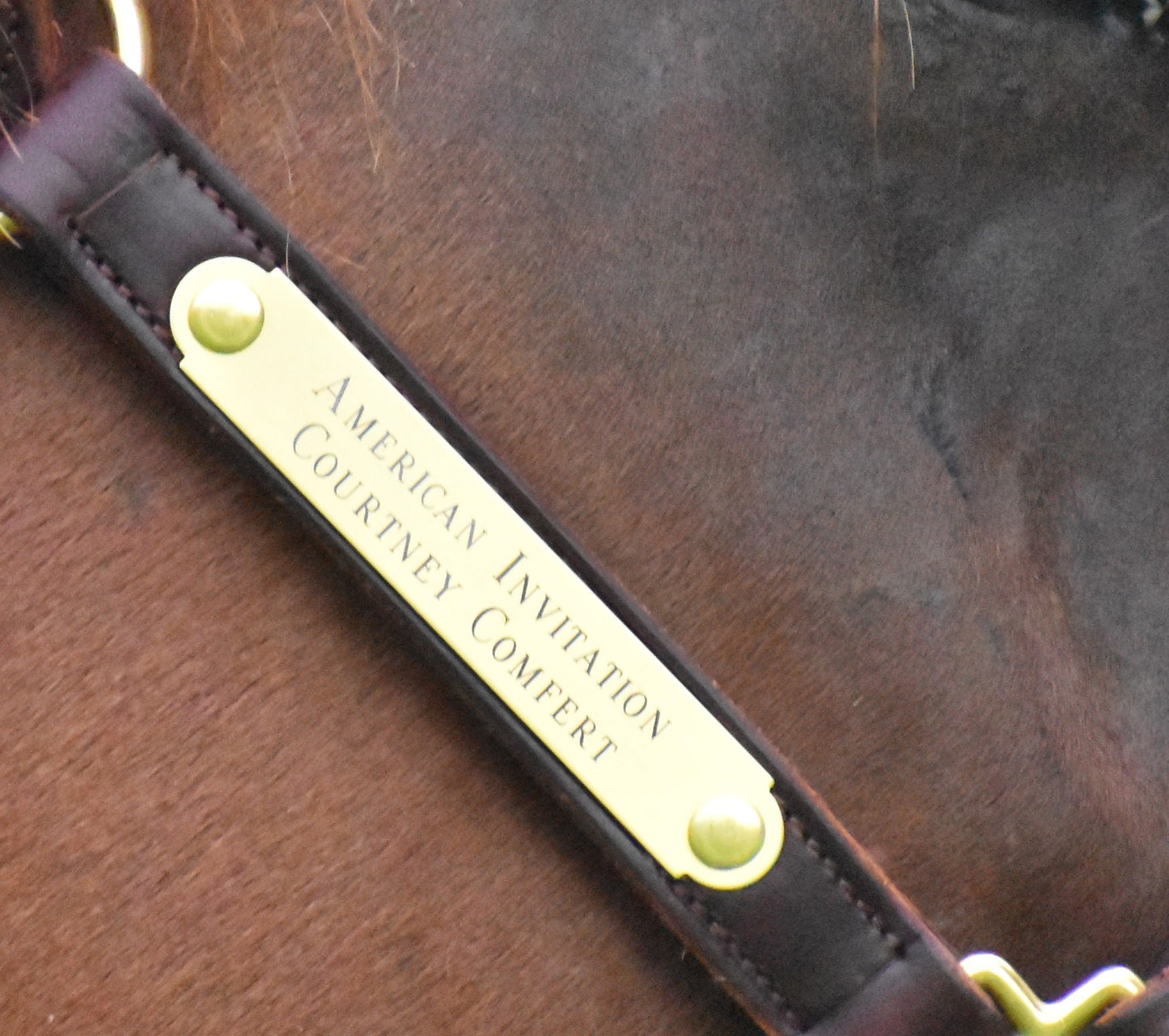 Personalized Brass Horse Halter Tag