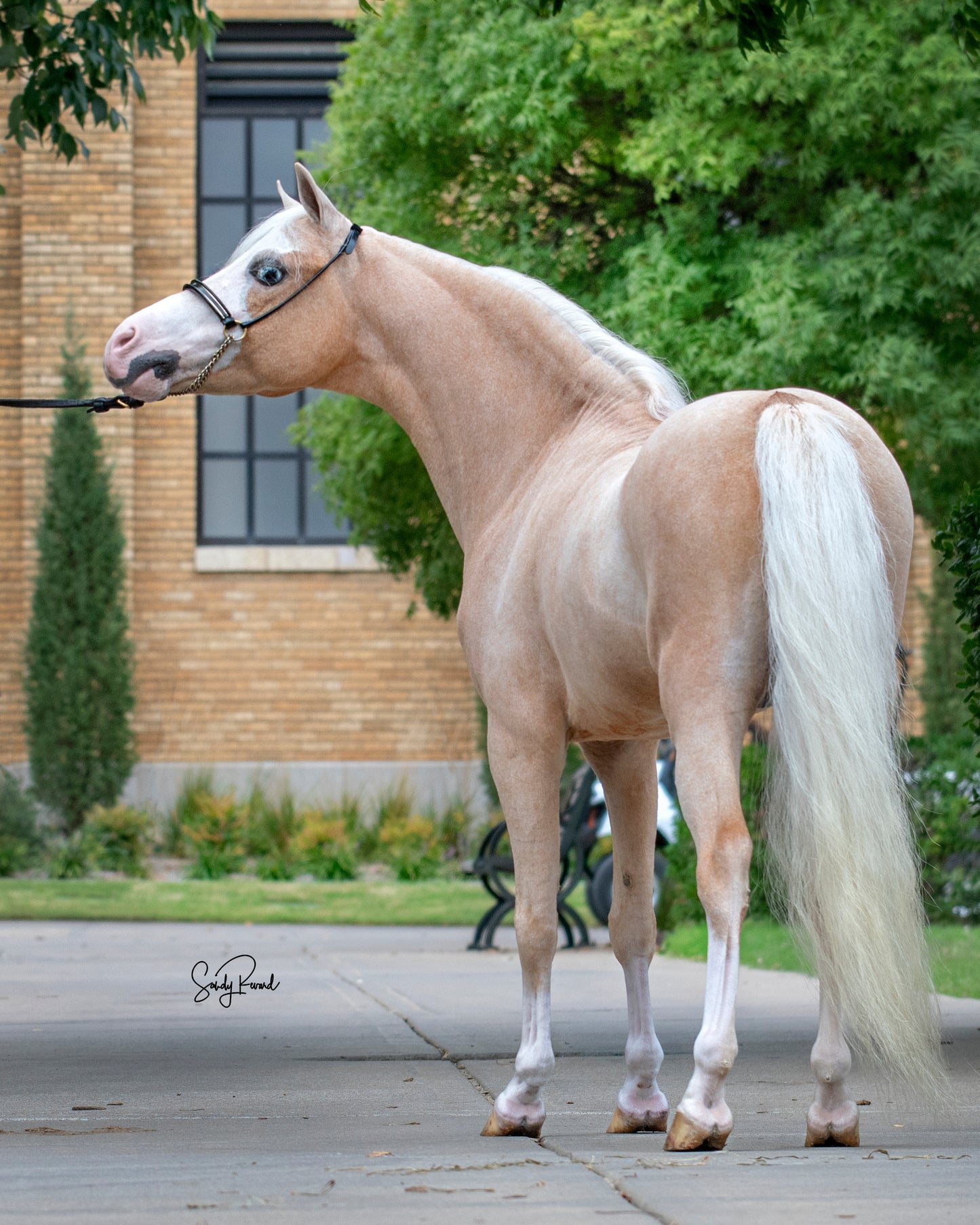 Rolled Leather Miniature Horse Lead