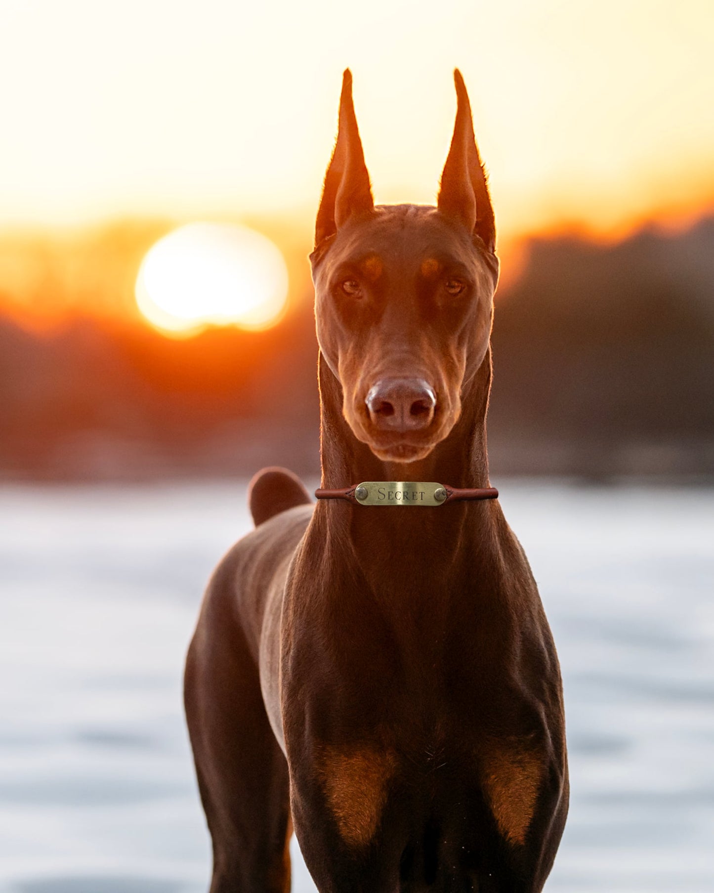 Off Size Rolled Leather Dog Collar with One Personalized Brass Tag