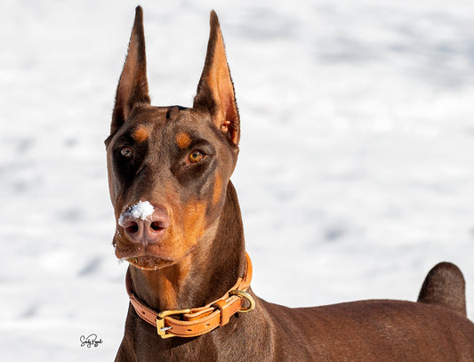Rolled Leather Dog Collar