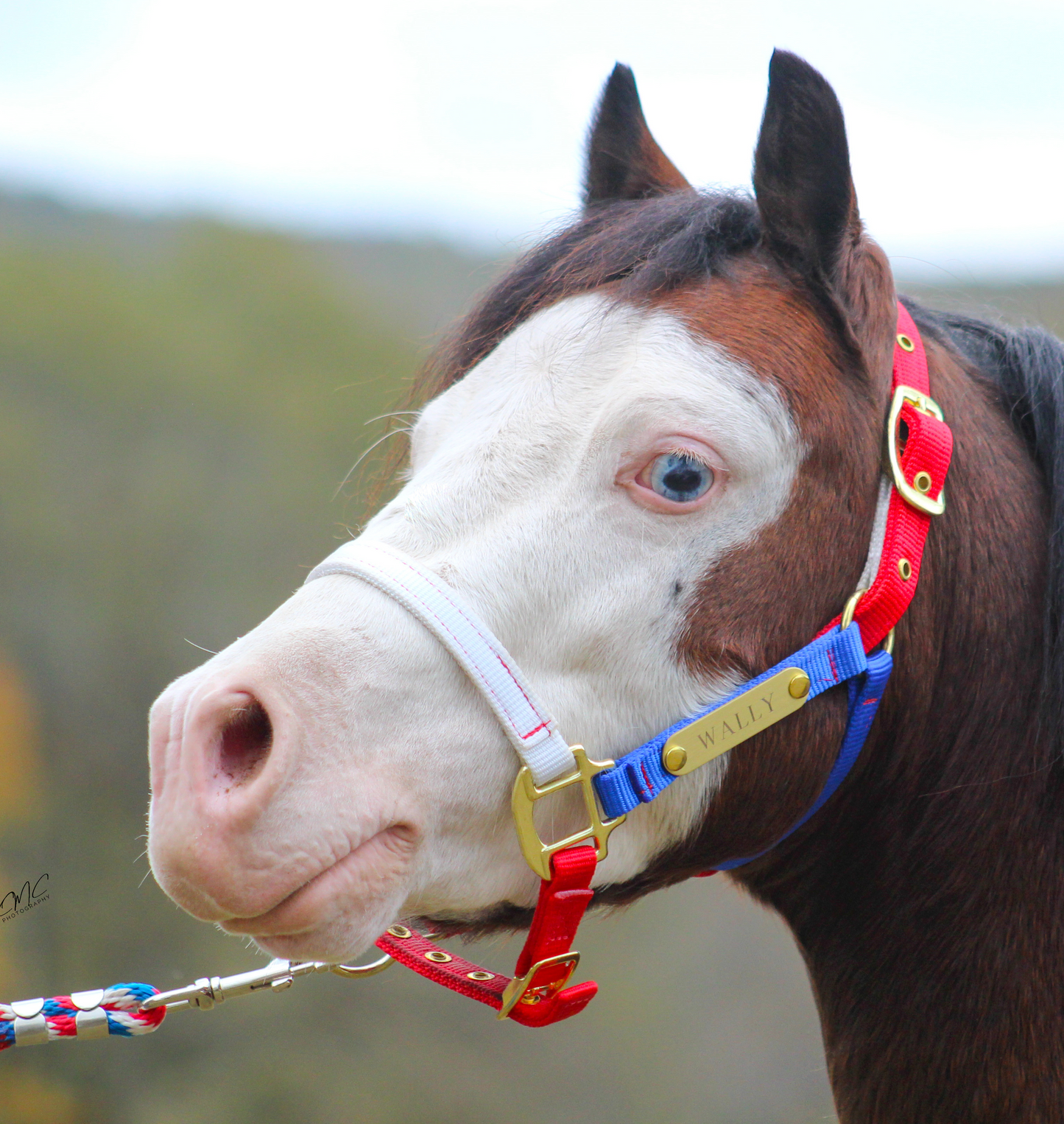 Premium Amish Made Nylon Miniature & Pony Halter with One Brass Tag