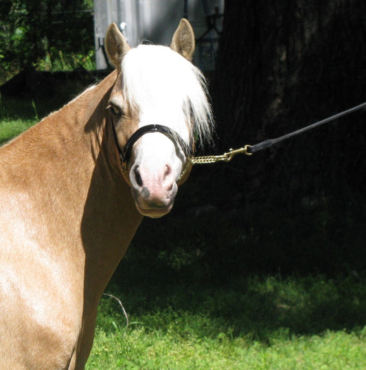Rolled Leather Miniature Horse Lead