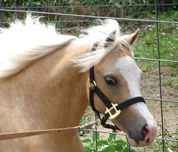 Premium 3/4" Mini Nylon Halter