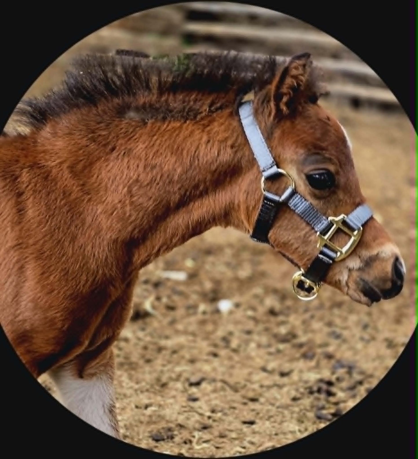 Miniature Foal Nylon Halter