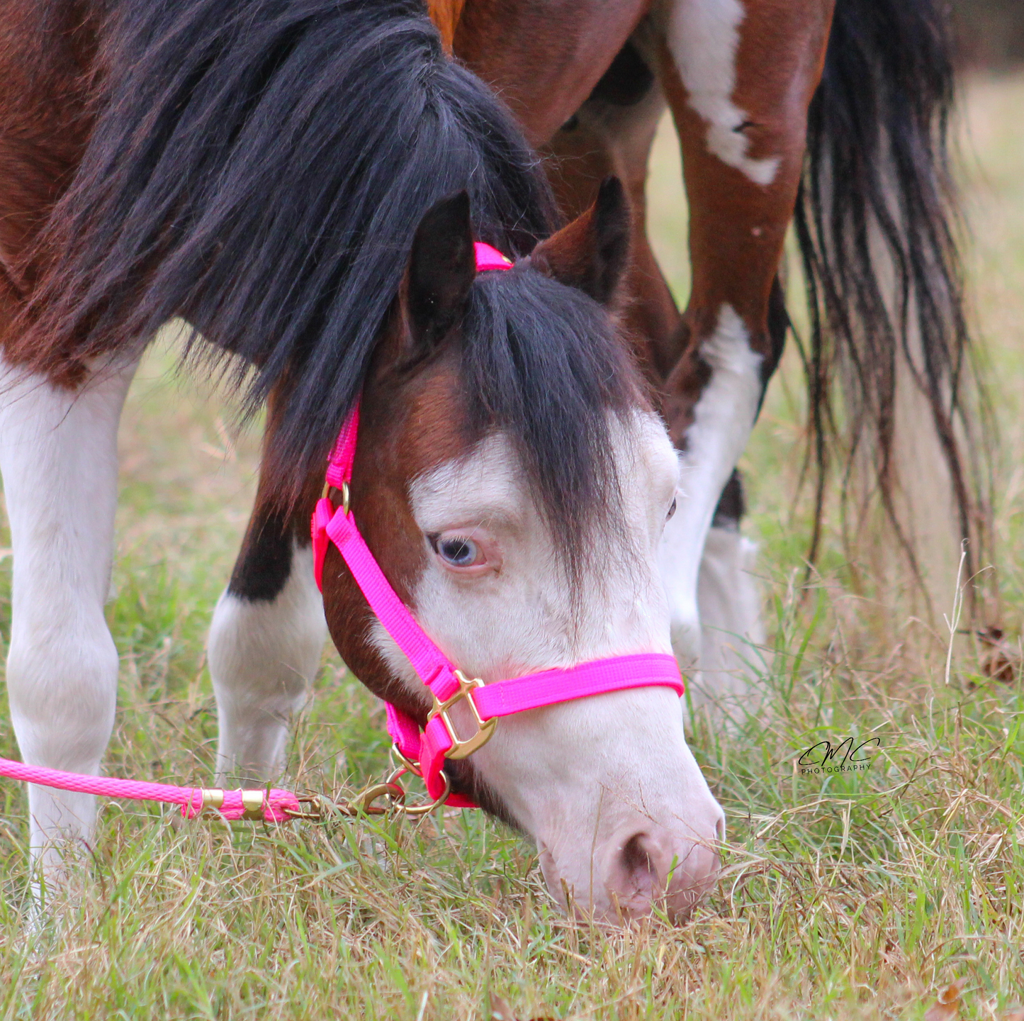 Premium 3/4" Mini Nylon Halter