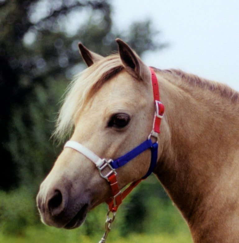 Premium 3/4" Mini Nylon Halter