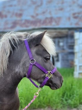 Premium 3/4" Mini Nylon Halter