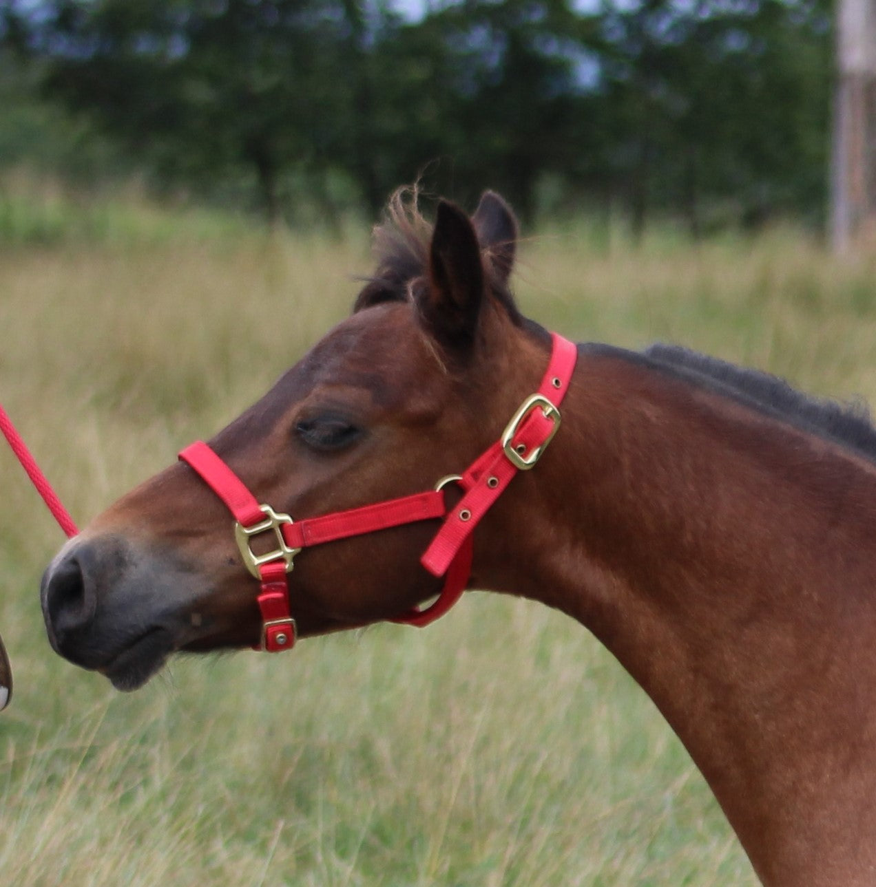 Premium 3/4" Mini Nylon Halter