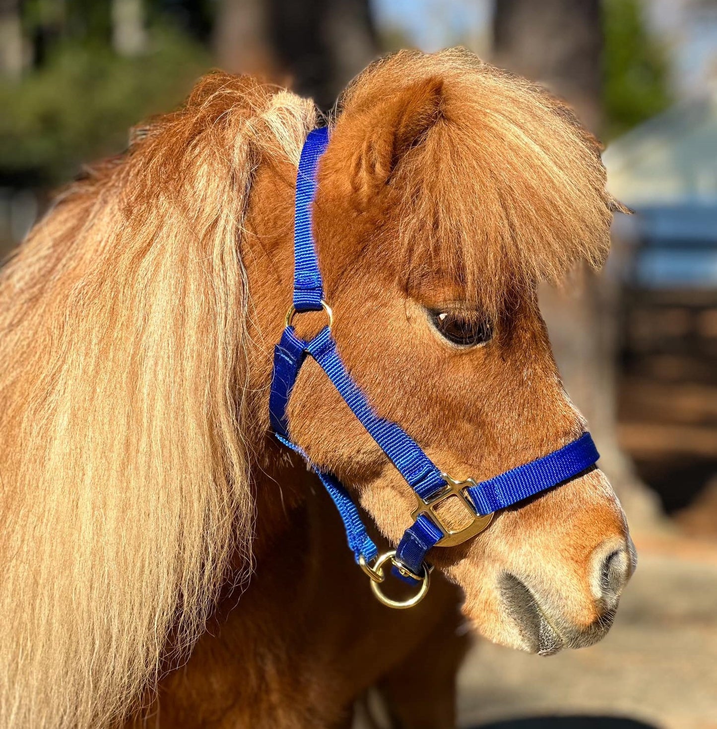 Premium 3/4" Mini Nylon Halter