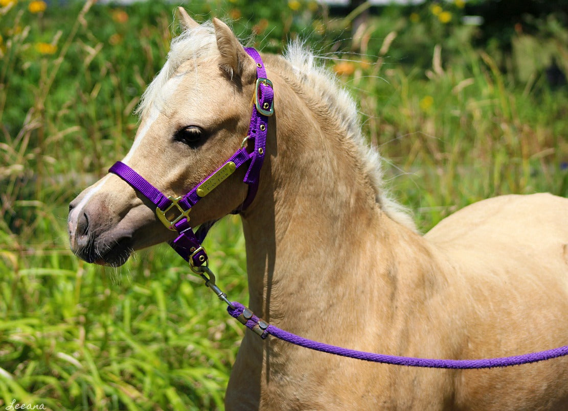 Miniature Horse 8 ft Nylon Lead