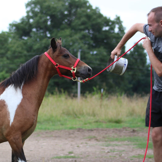 Miniature Horse 8 ft Nylon Lead