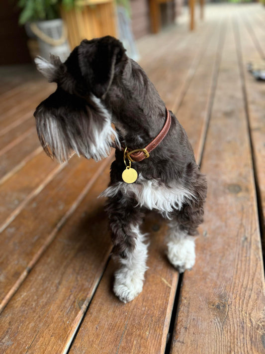 Personalized Amish Made 3/8" Flat Leather Dog Collar with Dog Tag