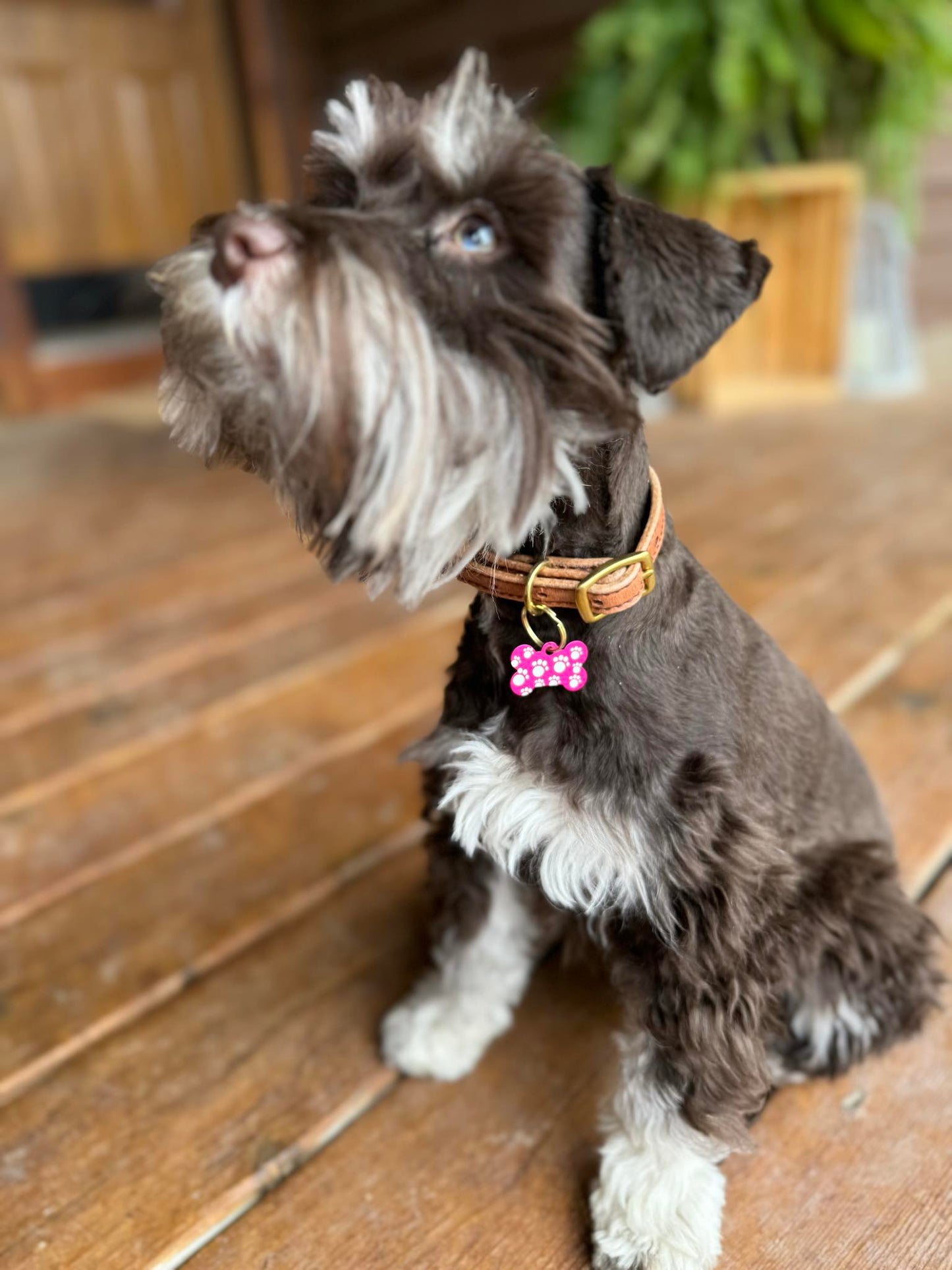 Flat 3/8" Leather Dog Collar