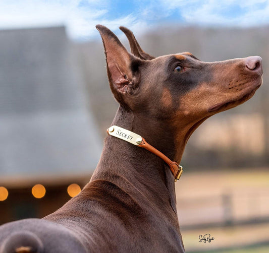Off Size Rolled Leather Dog Collar with One Personalized Brass Tag