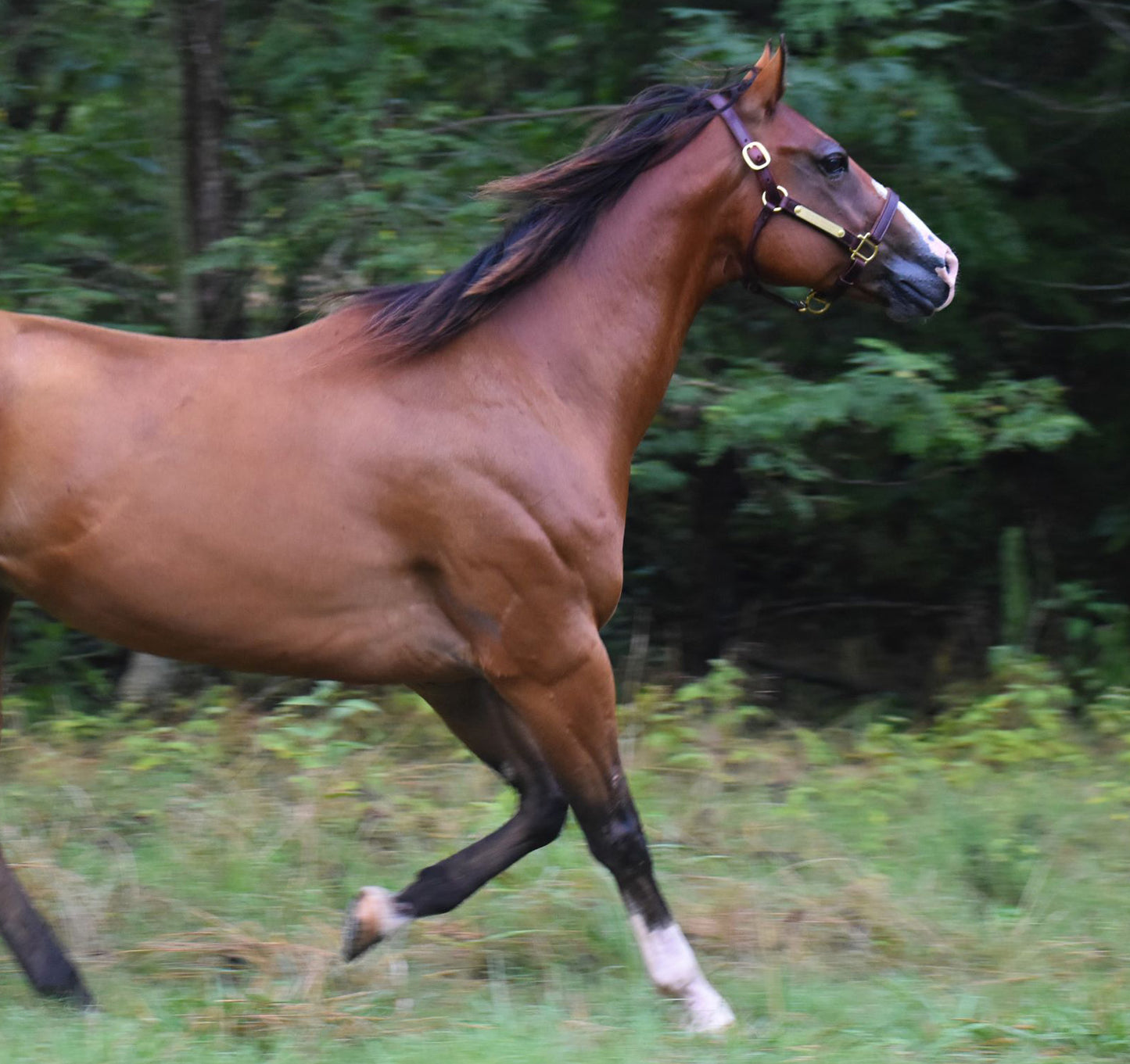 Leather Horse Halter with Two Brass Tags by Mose Miller