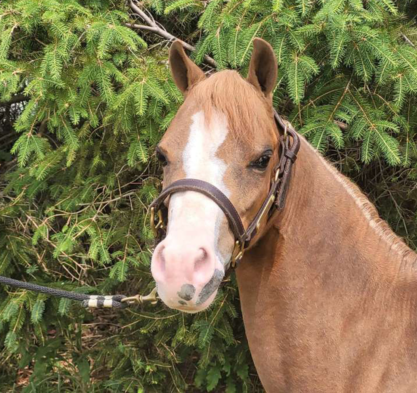 Leather Amish Miniature & Pony Halter with One Brass Tag