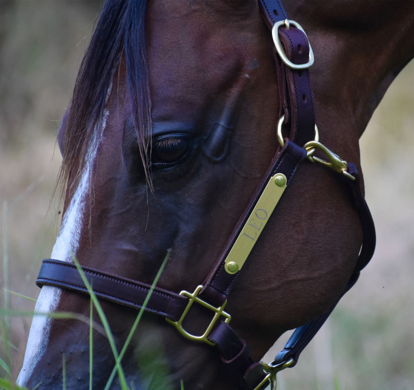 Leather Horse Halter with One Brass Tag by Mose Miller