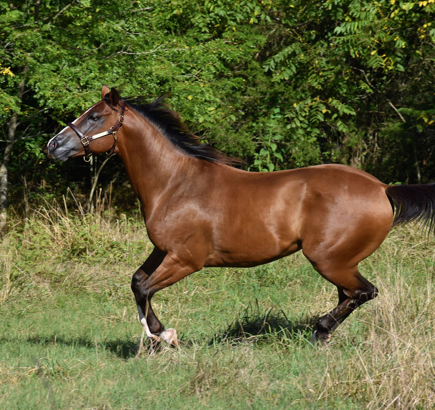 Leather Horse Halter with One Brass Tag by Mose Miller