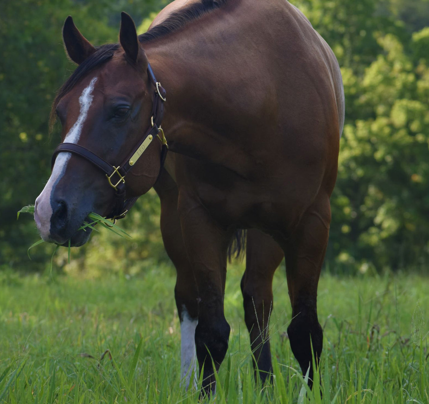 Leather Horse Halter with One Brass Tag by Mose Miller