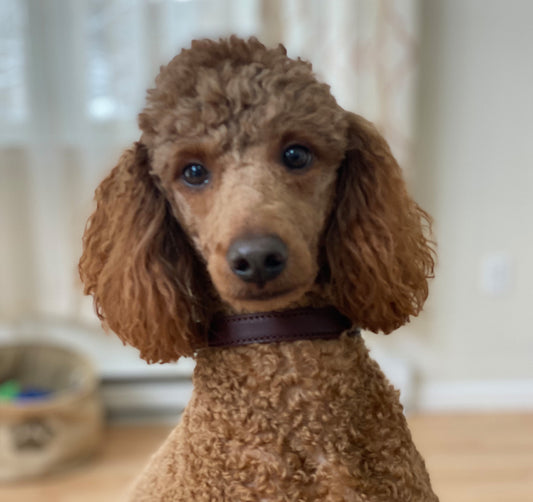 Off Size Rolled Leather Dog Collar