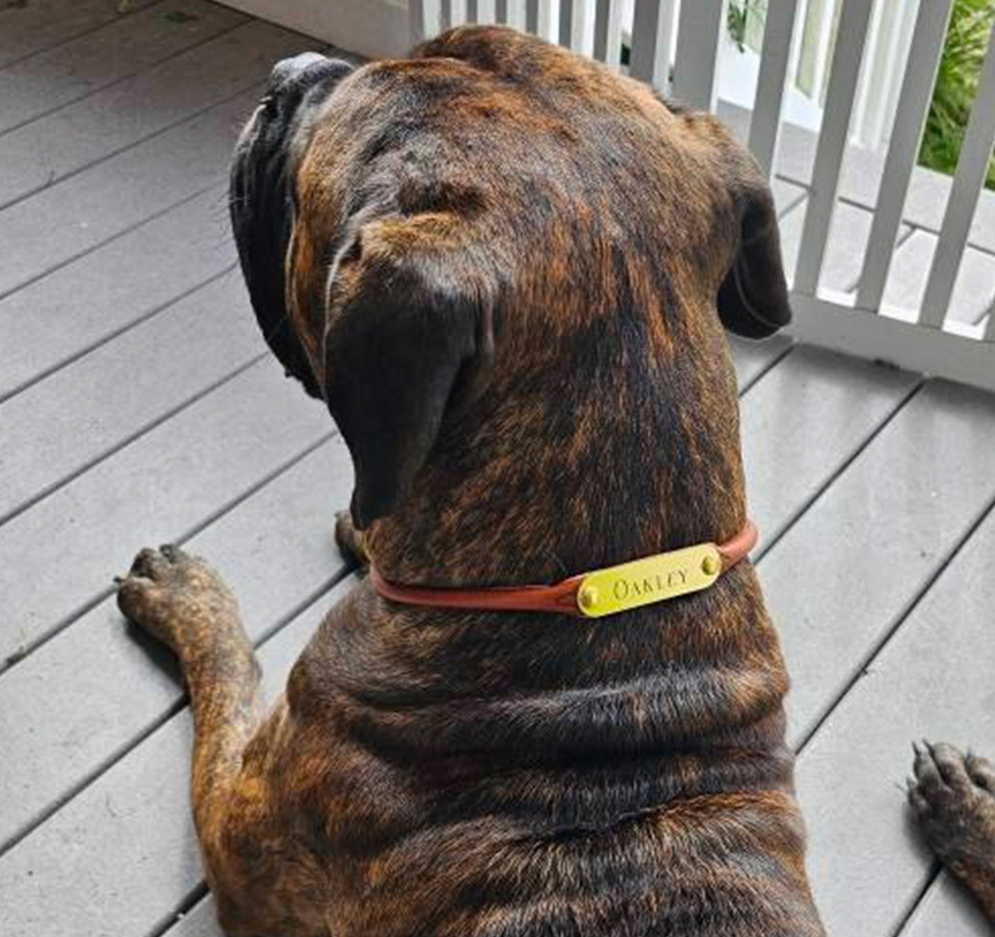 Rolled Leather Dog Collar with One Personalized Brass Tag