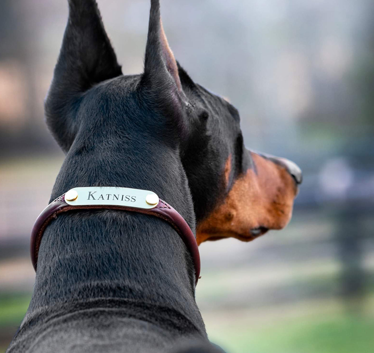 Rolled Leather Dog Collar with One Personalized Brass Tag