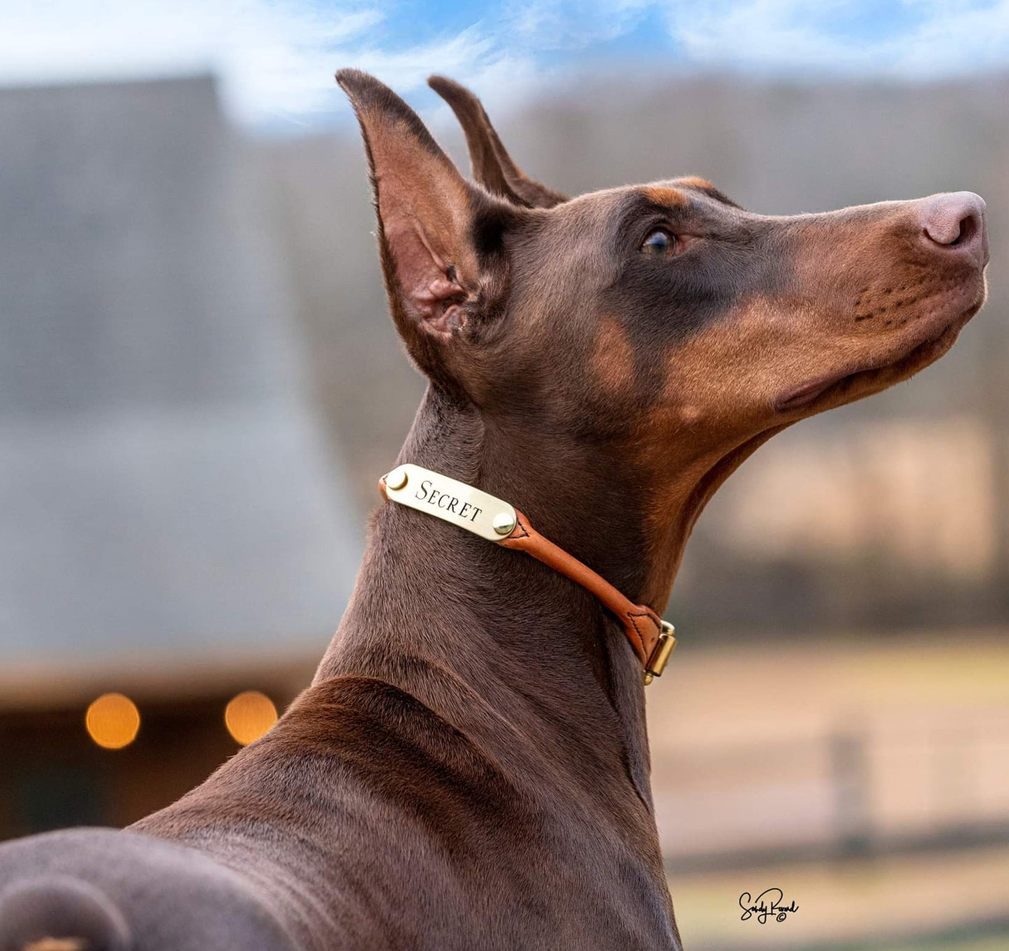 Rolled Leather Dog Collar with One Personalized Brass Tag