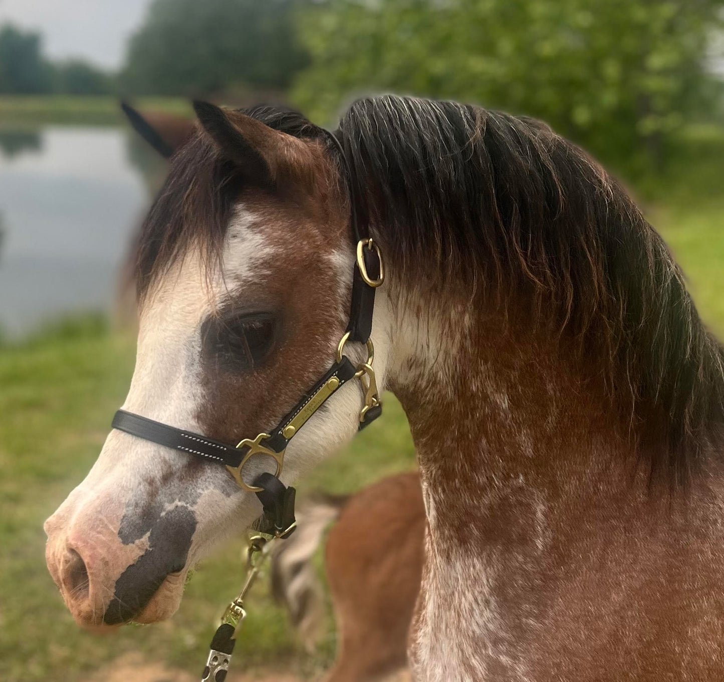 Personalized Economy Miniature Leather Halter with One Brass Tag