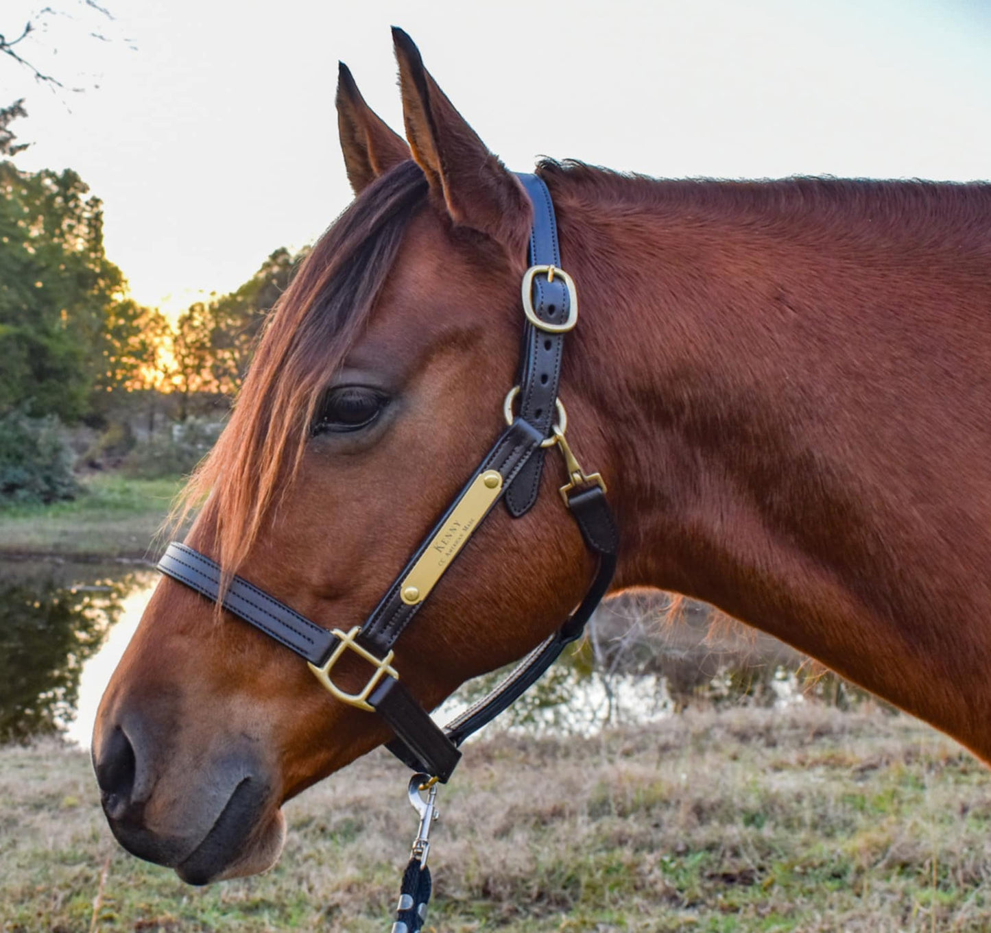 Personalized Triple Leather Horse Halter with One Brass Tag