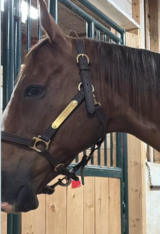 Personalized Triple Leather Horse Halter with One Brass Tag