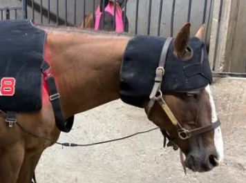 Personalized Triple Leather Horse Halter with One Brass Tag