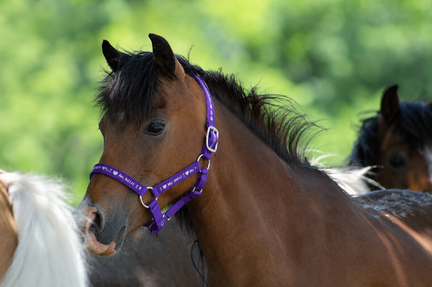 I Love My Mini Nylon Halter By Tough1
