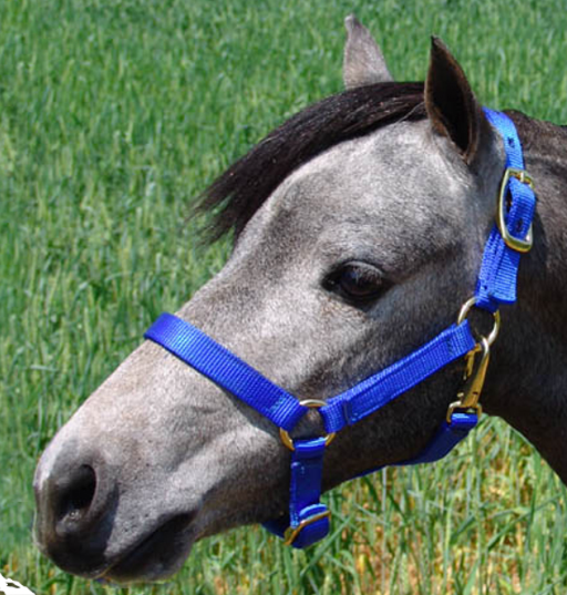 Stable Halter with Throatlatch Snap for Miniatures and Ponies