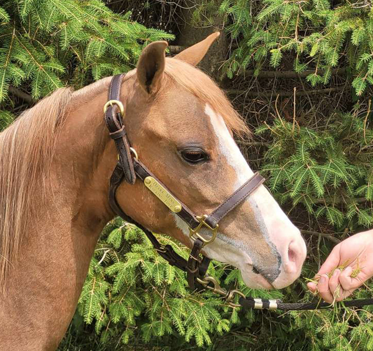 Leather Amish Miniature & Pony Halter with Two Brass Tags
