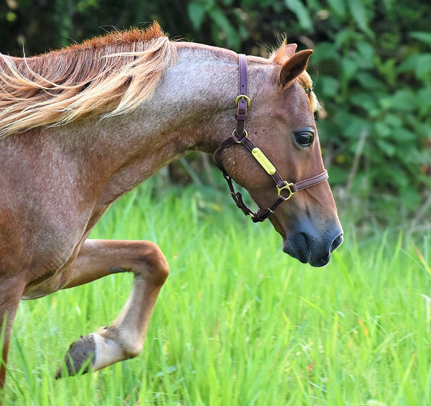 Leather Amish Miniature & Pony Halter with Two Brass Tags