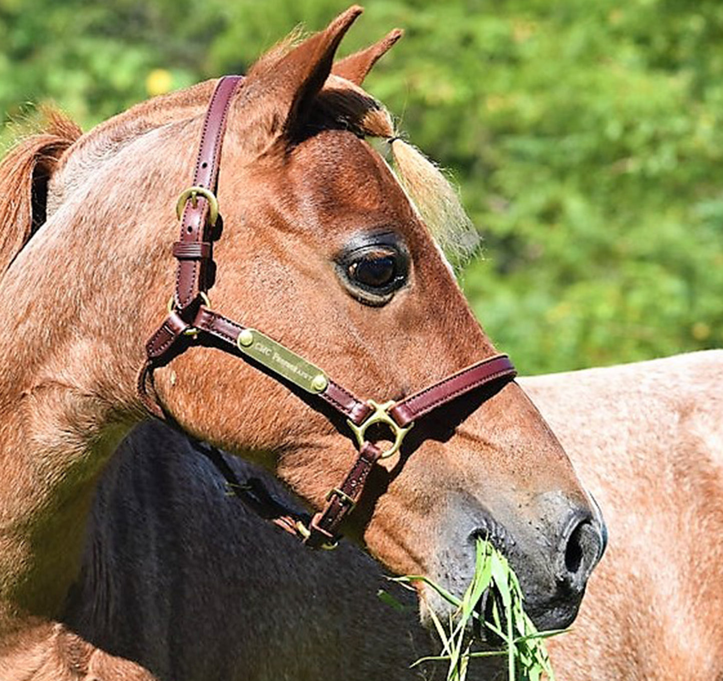 Leather Amish Miniature & Pony Halter with Two Brass Tags