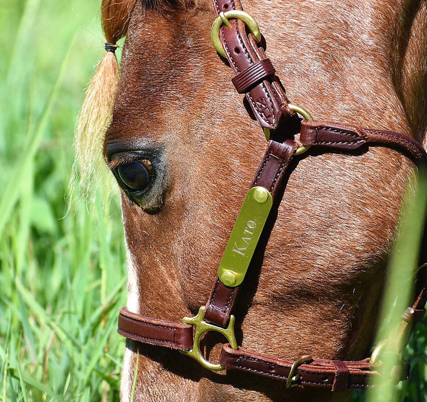 Leather Amish Made Miniature & Pony Halter with One Brass Tag