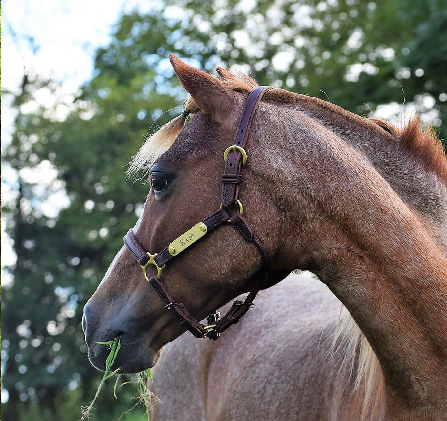 Leather Amish Miniature & Pony Halter with Two Brass Tags
