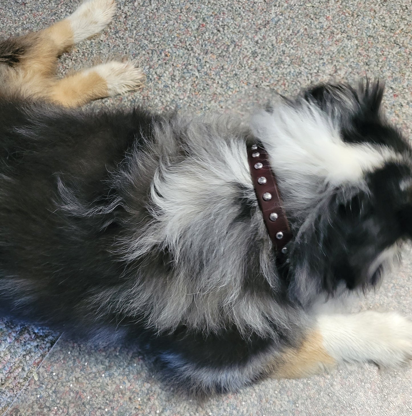 Spotted Leather Dog Collar