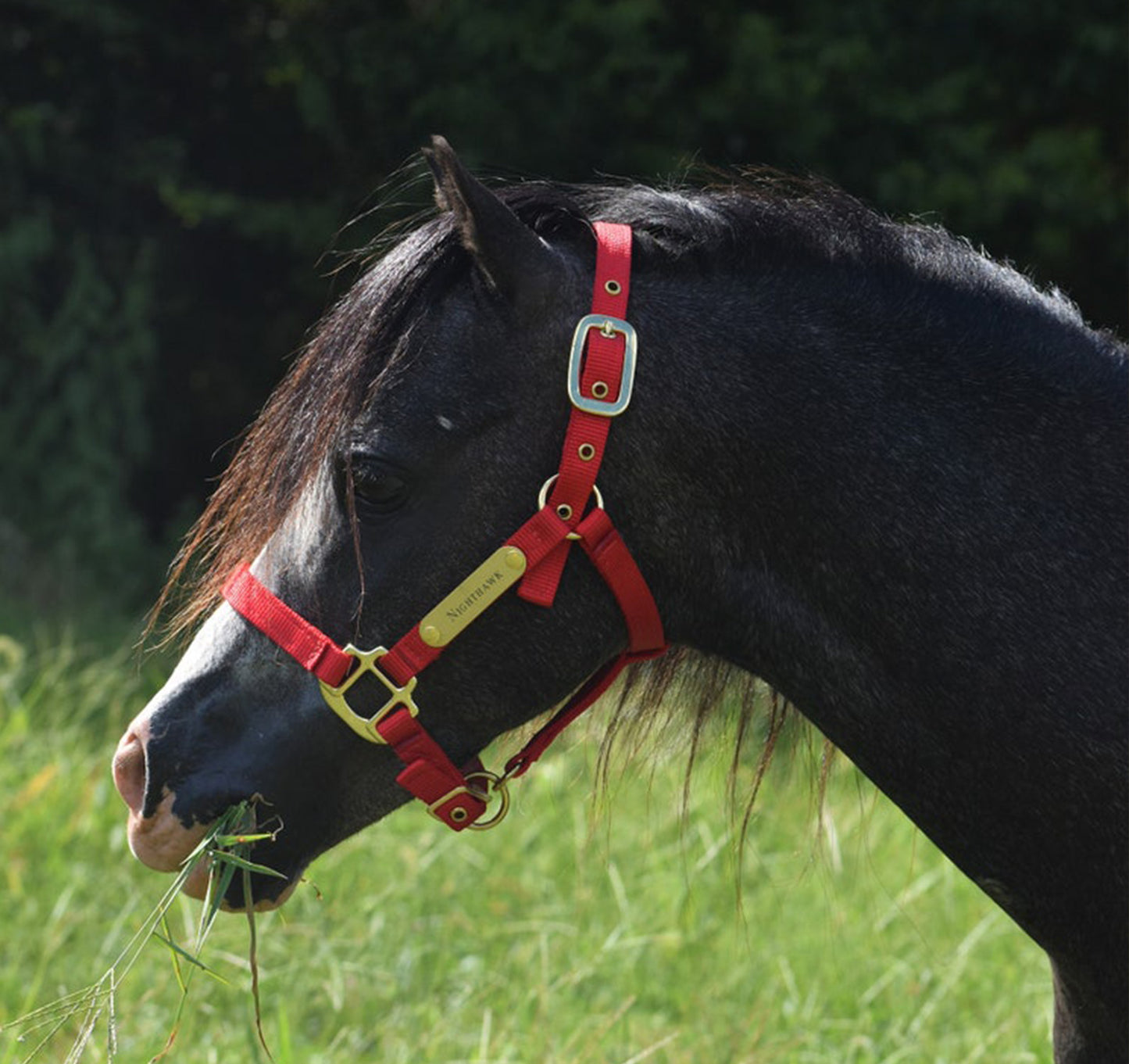 Premium Amish Made Nylon Miniature & Pony Halter with One Brass Tag