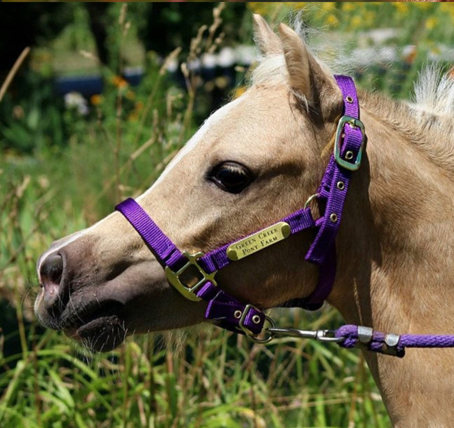 Premium Amish Made Nylon Miniature & Pony Halter with One Brass Tag