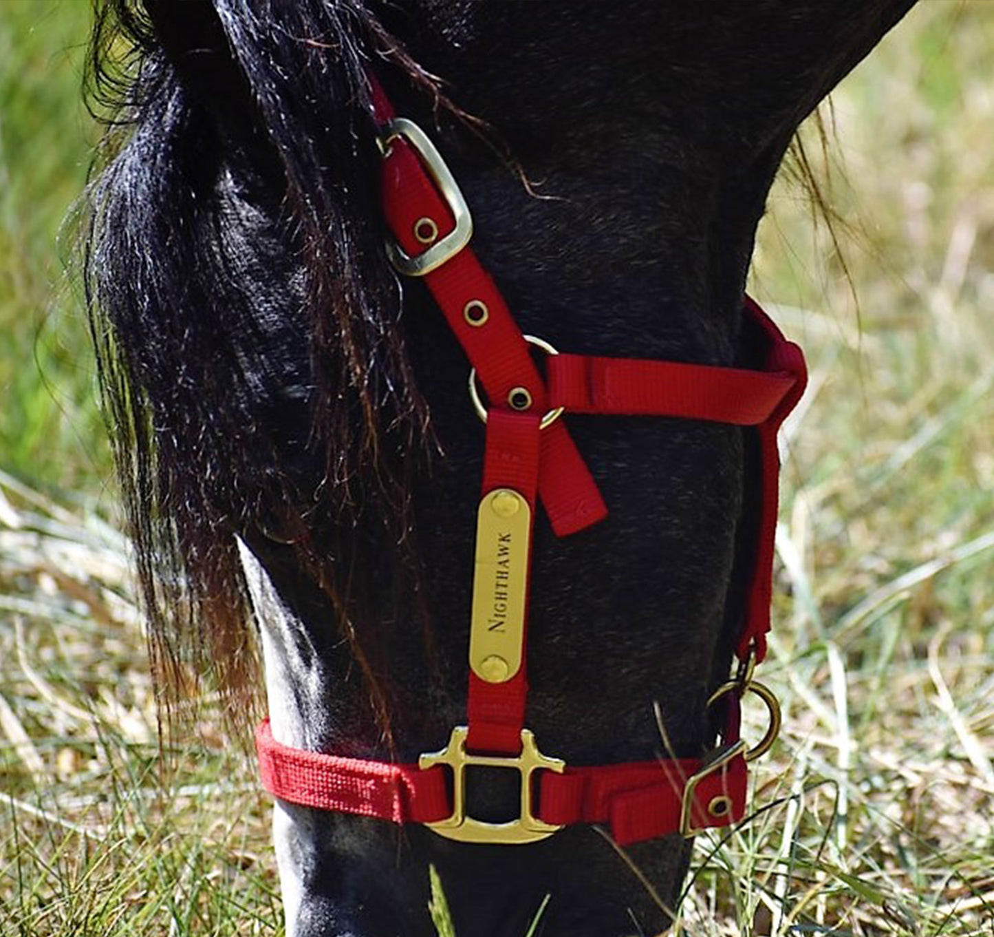 Premium Amish Made Nylon Miniature & Pony Halter with One Brass Tag
