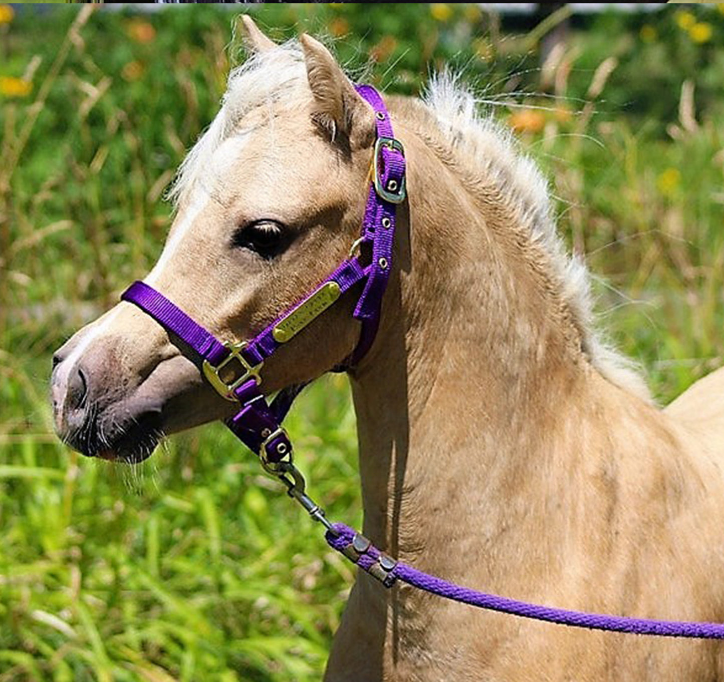 Premium Amish Made Nylon Miniature & Pony Halter with One Brass Tag