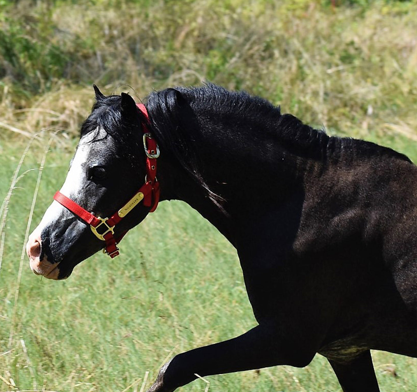 Premium Amish Made Nylon Miniature & Pony Halter with One Brass Tag