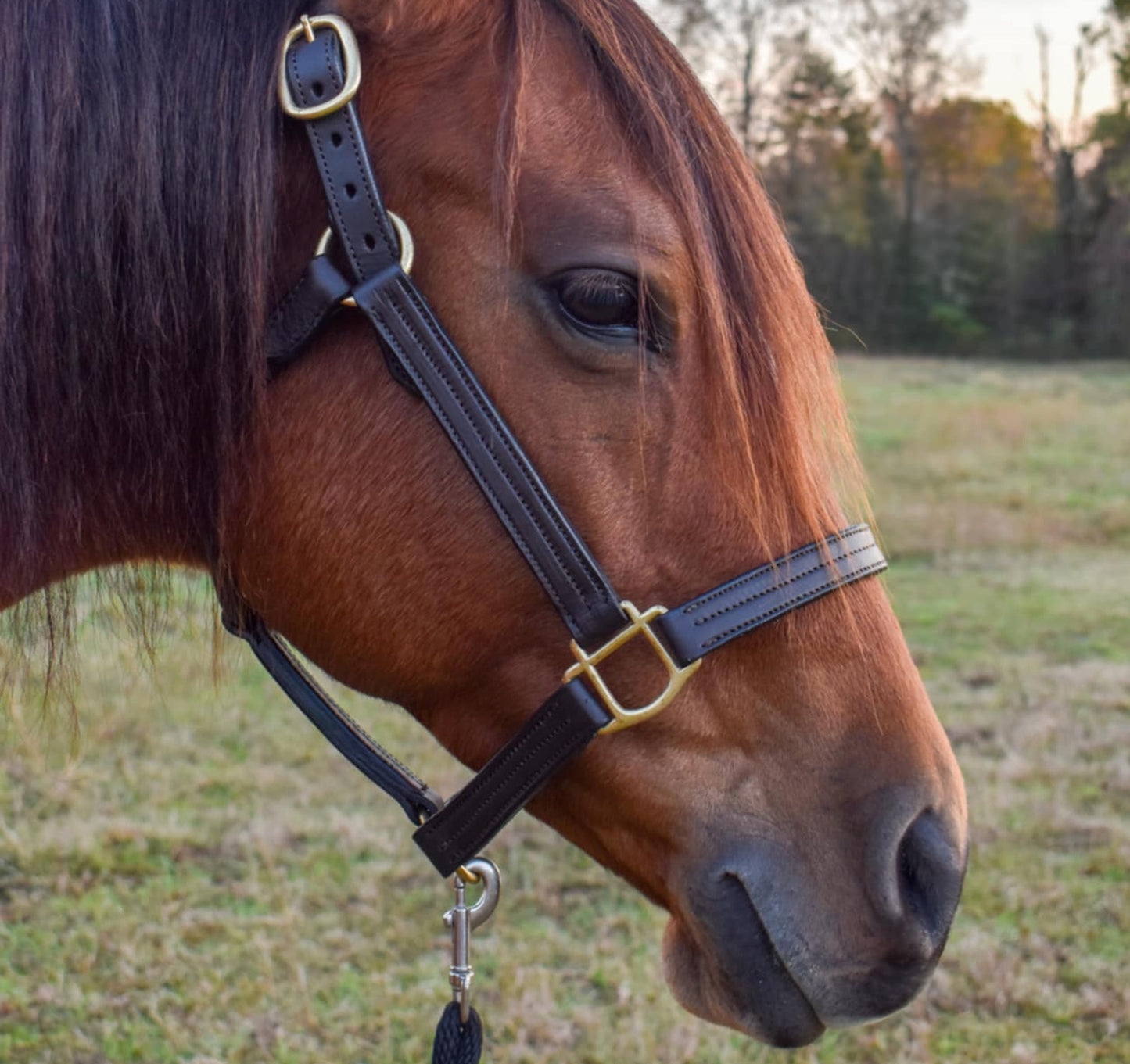 Personalized Triple Leather Horse Halter with One Brass Tag