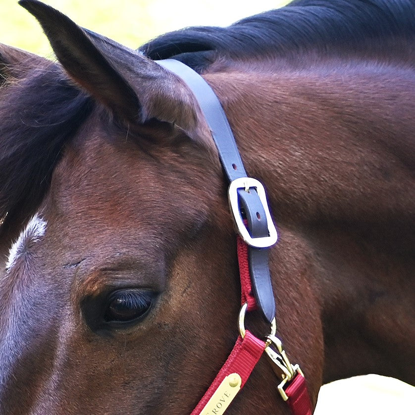 Premium Nylon Breakaway Horse Halter
