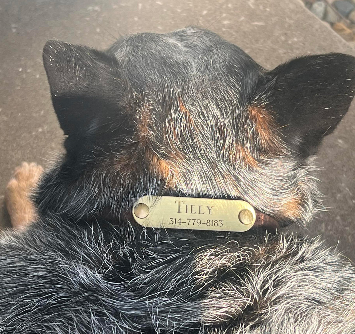 Rolled Leather Dog Collar with One Personalized Brass Tag
